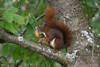 Eichhrnchen mit Walnuss-Schale in Zhnen Foto am Baum in Maul hngen auf Langfinger stehen