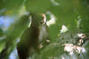Eichhörnchen Nahfoto Fresse Schnurrbart in Blättern Versteckspiel-Portrait Hochsitz auf Baum