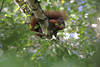 Eichhörnchen Hochsitz in Blättern buschiger Schwanz Nagerfoto mit Nuss futtern auf Baumast