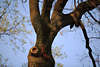 Eichhörnchen klettern am Baum rotbraunes Nagertier