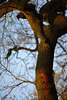 Eichhörnchen am Baum gejagdt durch Krähe Rabenvögel oben links im Bild beobachtet im Park