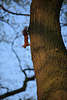 Europäisches Eichhörnchen Sciurus vulgaris Felltier am Baum Kopf stehend nach unten laufen