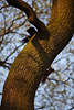 Eichhörnchen Vesteckspiel vor Krähe Schwanz hoch hinterm Baum Jagd auf Nager