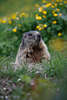 Marmot image on mountains-meadow, Marmota animal meeting in nature portrait