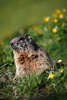 Murmeltier putziger Felltier Kopf, Schnauze Porträt in Natur auf Blumenwiese Tierfoto