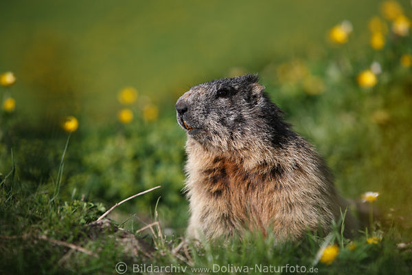 Alpen-Murmeltier Wildlife Naturbild Treffen mit Felltier