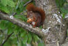 Eichhörnchen knackt Nussschale in Foto am Baumast braunes Nagetier mit buschigem Schwanz