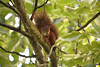 Eichhörnchen Portrait in Blätterdach auf Ast niedliches Nagetier Kopf buschiger Schwanz