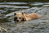 schwimmender Braunbr in Wasser