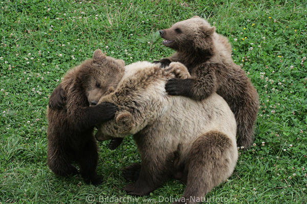 Bärenfamilie Ringspiele tobende Bärchen Tierkinder auf Wiese
