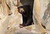 Malaienbr Helarctos Mayalanus Sun bear images Ours malais