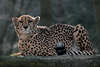 Gepard Blick Foto, Acinonyx jubatus portrait liegend, schwarzgepunktete schnelle Grokatze