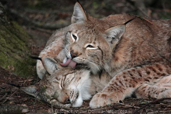 Luchs Zunge leckt Ohren schlafendes Luchses ab