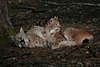 Luchse-Paar ghnende Katzenpaar verschlafen kuscheln im Wald