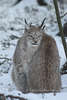 Luchse Kuschelpaar Winterportrt in Schnee niedliche Grosskatzen Raubtiere mit Ohrpinsel