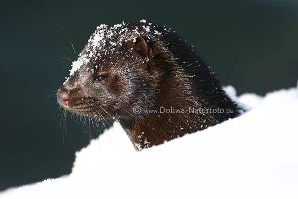Mink Neovison vison Nerz Marder Naturporträt in Schnee Raubtier 