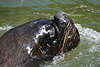 Robbe Kopf über Wasser schwimmen, Mähnenrobbe Otaria byronia Flossentier Mähnenrobbebulle