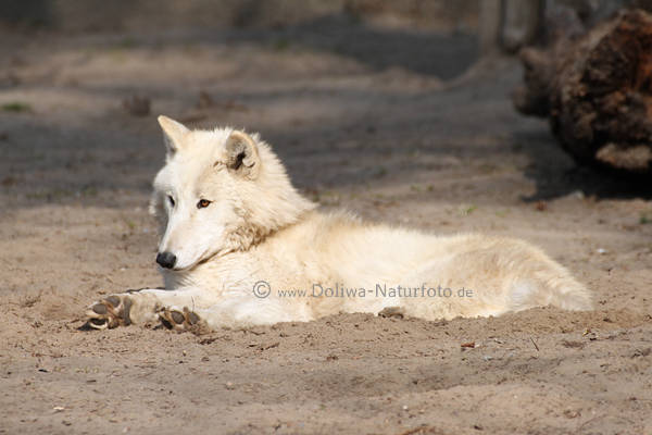 White-Wolf Weisswolf liegend in Sand Kanadischer Wolf