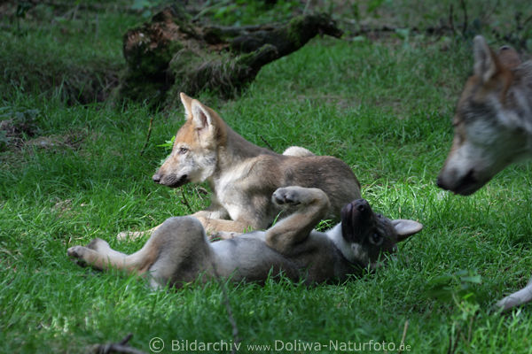 Welpen Wolfspiele auf Wiese Jungwlfe mit Wolfmutter
