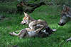 Welpen Wolfspiele auf Wiese Jungwölfe