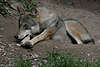 Wolf Canis lupus am Bau liegen