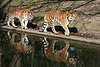 Tiger Sibirischer Panthera tigris altaica Paar Spaziergang in Bild