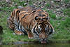 Sumatra-Tiger mit Zunge im Wasser trinken