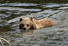 Bär Europäischer Braunbär Ursus arctos im Wasser schwimmen in Tierfoto, Bärenfoto