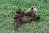Bärkind kleiner Pelztier Foto Pose auf Wiese toben Braunbär Ursus arctos Tierbild