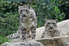 Leopard, Schneeleopard, Irbis Fotos, Panthera uncia Snow leopard große Raubkatze Wildtier Paar
