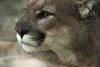 Puma Raubkatze Fotos Puma concolor braungraue Großkatze Schnauze Fell Maul Bilder