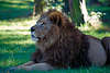 0121_ Loewe, Panthera leo, König der Tiere Foto im Gras und Schatten liegen, Männliches Tier mit Mähne in photo