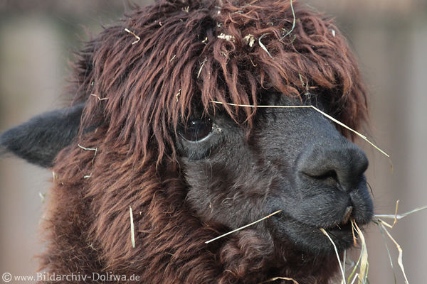 Alpaka braun zottiges Fell schwarze Schnauze Kopf Foto hbsches Lama mit Garshalmen