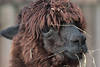 Alpaka braun zottiges Fell schwarze Schnauze Kopf Foto hbsches Lama mit Garshalmen