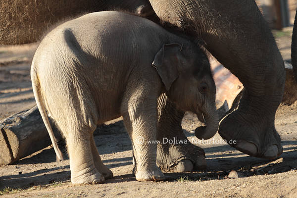 Elefantenfuss ber tollpatschiges Kalb Tierjunge unter klotzigen Riesenfuss