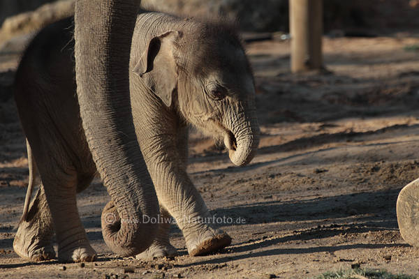Elefantenkalb ssser Jungtier im Gang dicht am Rssel der Elefantenkuh