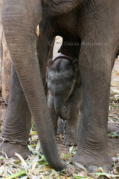 Elefantenkuh mit Baby angekettet