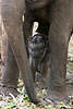 Elefantenkuh mit Baby an Kette Foto aus Thailand Indischer Elefant in Gefangenschaft als Arbeitstier Elephas maximus