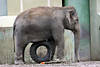 Indische Elefantenkuh Foto mit Reifen unterm Bauch spielen spazierenElephas maximus aus Thailand