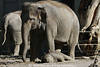 Weibchen Indischer Elefanten in Bild ber liegendes Kalb tragen keine Stozhne Elfenbein
