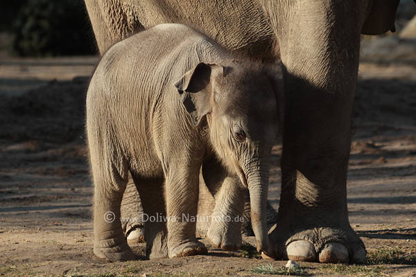 Elefantenkind an Mutterseite Familienleben