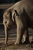 Rsseltier Junger Elefant seitliches Fotoportrt kleiner Schwergewichtler beim Spaziergang