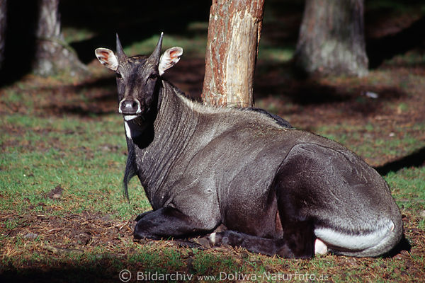 Nilgau Antilope Boselaphus tragocamelus