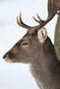 Damhirsch Profil Foto TierKopf mit Schaufelgeweih Porträt auf weiss Hintergrund
