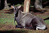 Nilgau Antilope Boselaphus tragocamelus größte Antilopenart aus Indien