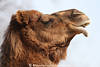 Dromedar Profilfoto Kamel Braunfell Schnauze Unterlippe Zhne Wstentier Camelus Dromedarius