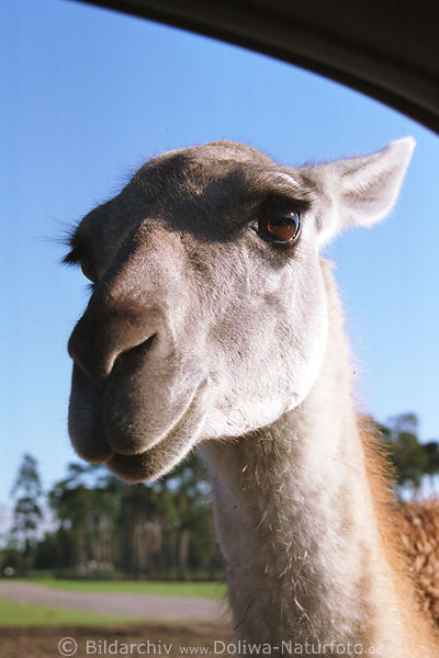 Kamelschnauze Nase Auge Nahportrait Camelus Wstentier