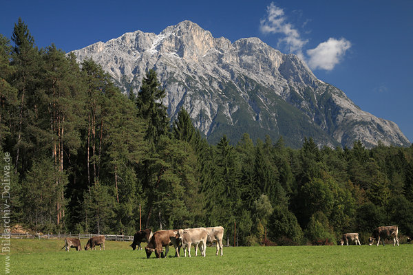 Bergvieh Kühe unter Gipfel grasen in Bergpanorama Alpweide Grünwiese