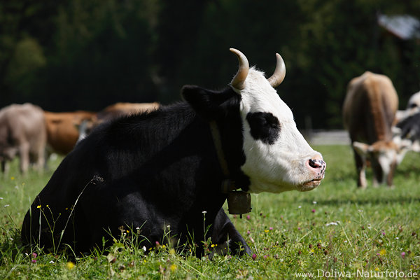 Rind Kuh schwarz mit Weisskopf Horntrger sitzend auf Wiese