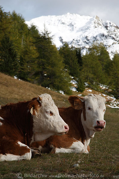 Kuh-Duo Mule Paar Portrt vor Berg im Schnee auf Almwiese kauend